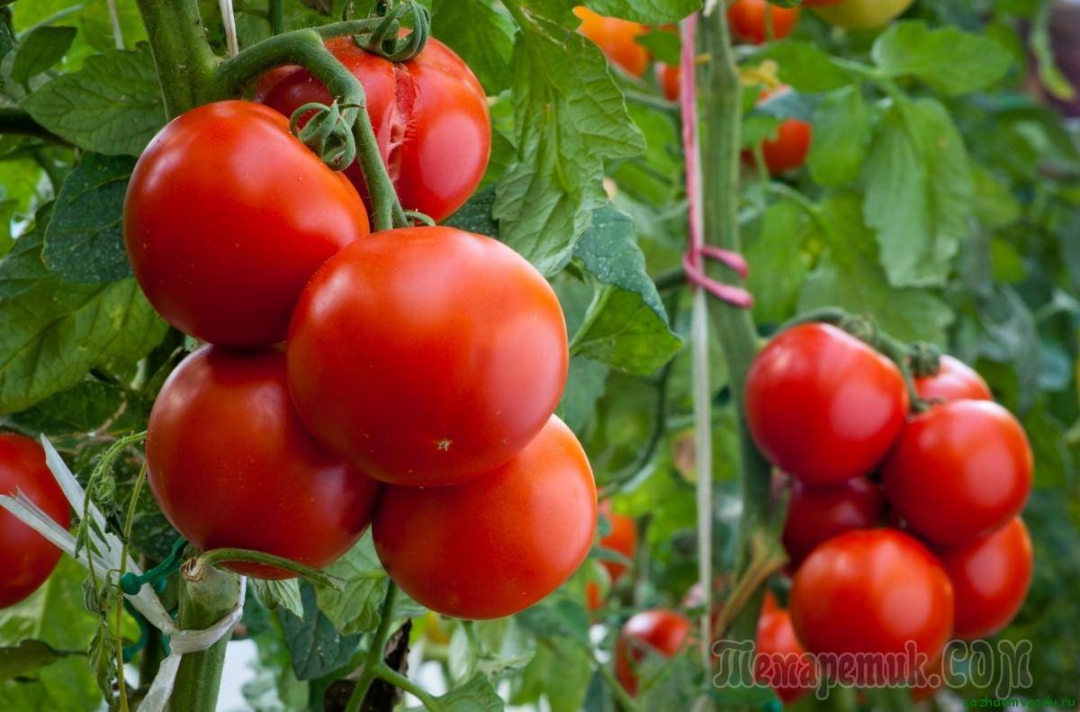 Что можно сажать рядом с помидорами