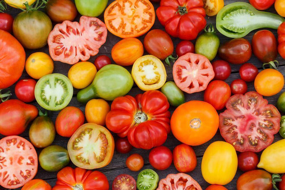 Как собрать семена помидор - отбор плодов томатов, дозаривание, сбраживание, хранение