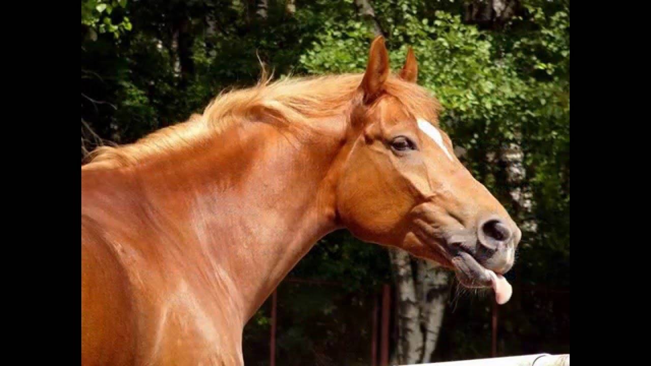 ✅ лошадиные масти: описание лошадей белой, караковой, черной, коричневой, рыжей мастей - tehnomir32.ru