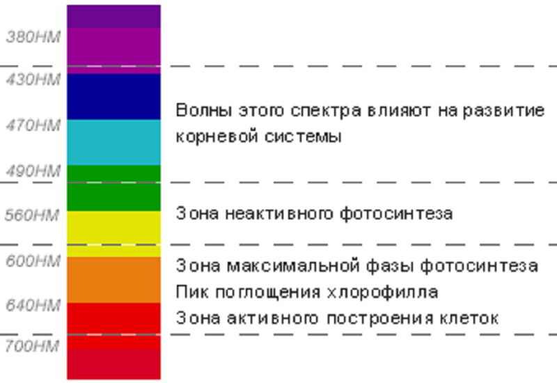 Какой спектр для рассады. Спектр света для фотосинтеза растений. Диапазон света для растений. Световые спектры для растений. Цветовые спектры в растениях.