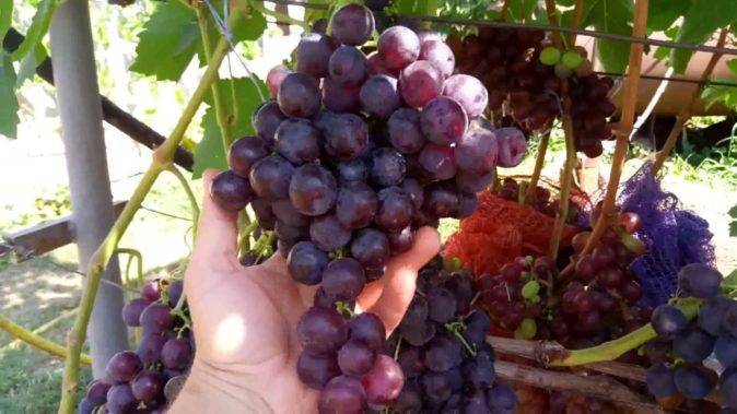 Виноград рошфор: описание сорта