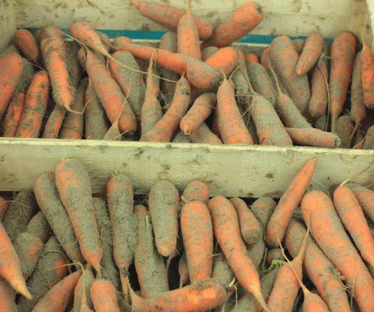 Как хранить морковь в домашних условиях: в холодильнике или в квартире, как сохранить на зиму свежую в погребе