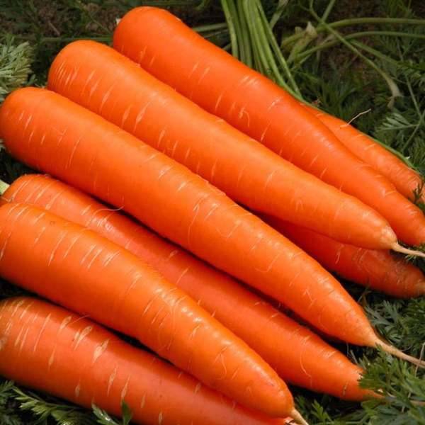 Морковь лосиноостровская 13: характеристика и описание сорта, выращивание