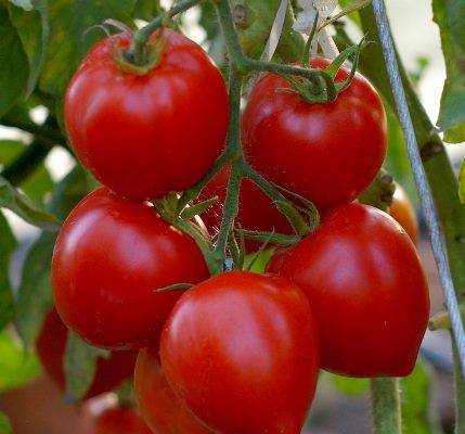 Описание гибридного сорта томатов махитос f1 и выращивание рассады