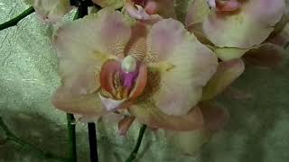 Фаленопсис легато – экзотика в домашних условиях. фото, описание орхидеи и особенности выращивания