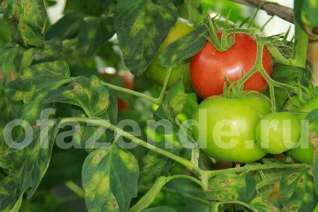 Желтеют листья у помидоров в теплице и открытом грунте: что делать?