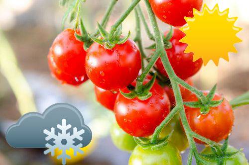 Температурный режим в теплице для помидоров: особенности и правила