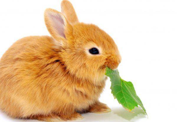 Можно ли декоративным кроликам лопух