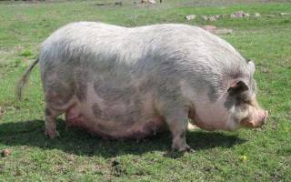 Как не прозевать начало родов у свиньи? – клуб любителей хрюш