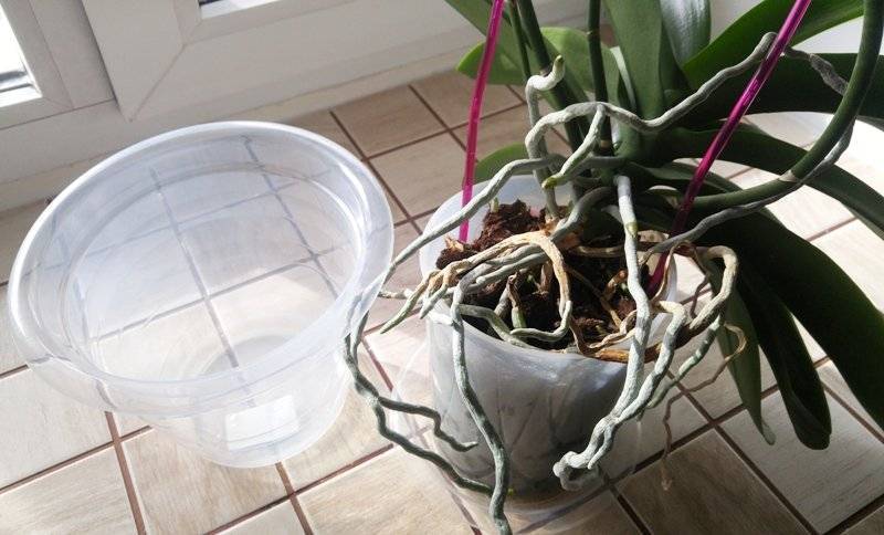 Как пересадить орхидею в домашних условиях и когда это правильно делать? пошаговая инструкция на ydoo.info