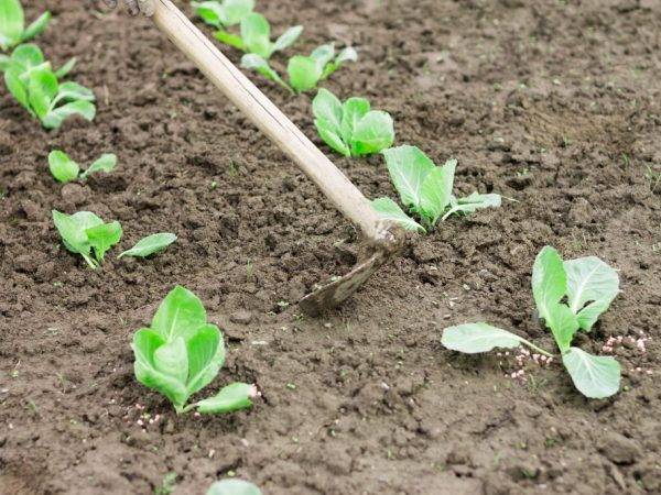 Необходимо ли окучивать капусту, когда осуществлять процедуру и как это делать после высадки в грунт?