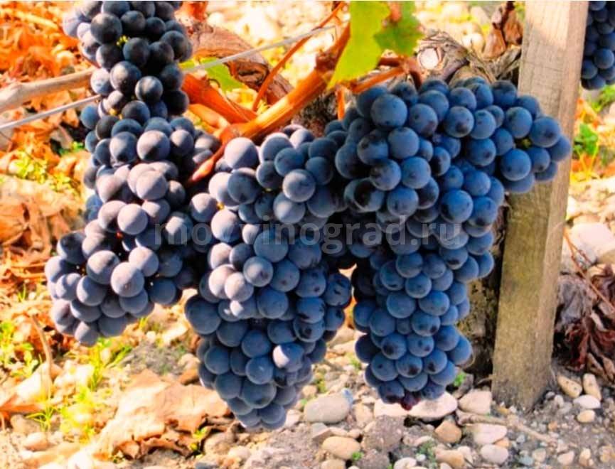 Описание и характеристика винограда сорта мерло, посадка и уход