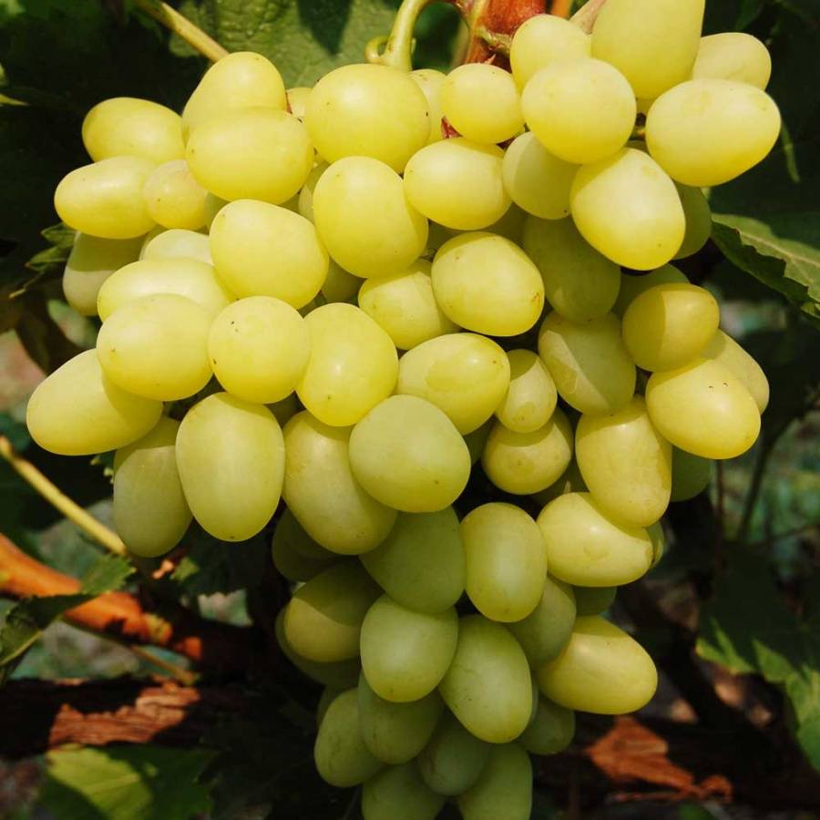 Характеристики столового винограда "аркадия", описание сорта