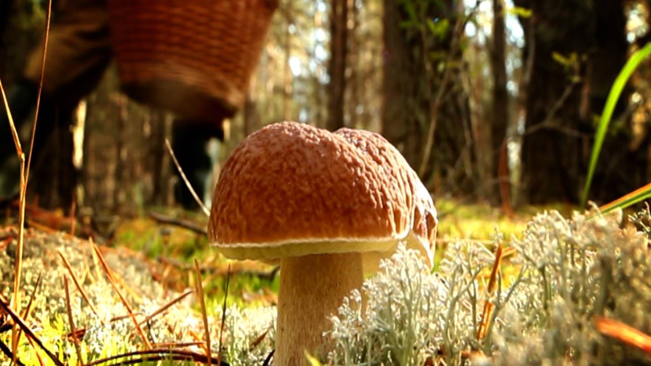 Способы и правила сбора грибов
