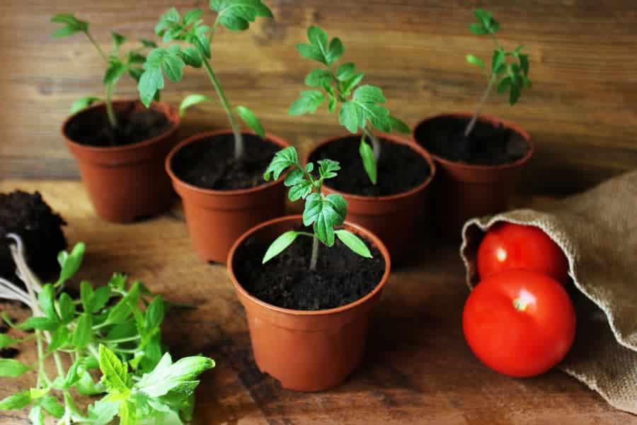 Когда и как сажать помидоры на рассаду в 2021 году, сроки посева семян - почва.нет