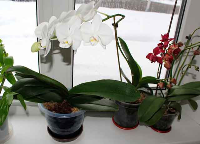 Орхидея фаленопсис - уход и пересадка в домашних условиях, цветение, вредители и болезни