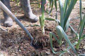Лук-порей: выращивание и уход в сибири (посадка на рассаду, когда убирать) + фото и видео
