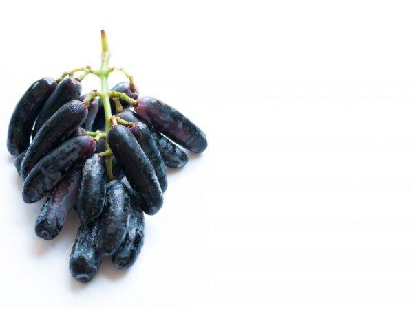 Виноград черный палец: описание сорта, фото, отзывы
