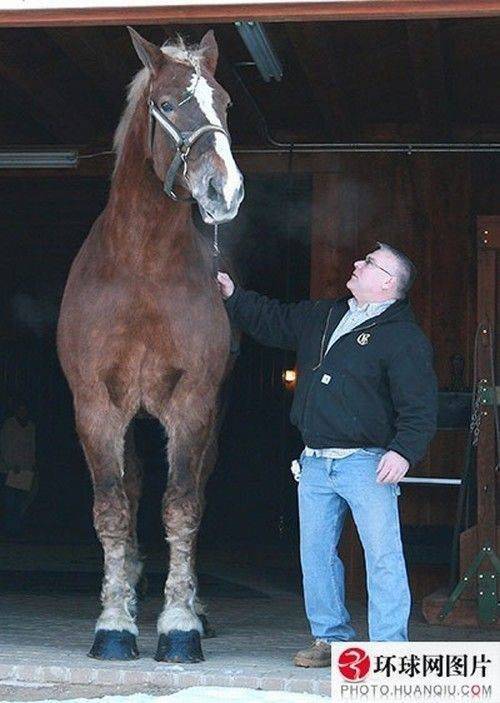 Самые большие, мощные и высокие лошади мира