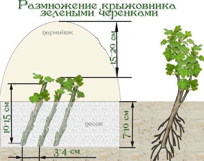 Как размножить крыжовник черенками летом, весной и осенью