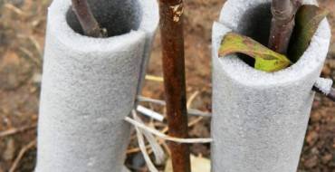 Подготовка колоновидных яблонь к зиме: как утеплять и укрывать деревья от мороза