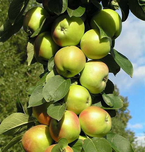 Яблони для сибири: лучшие сорта с фото, названием и описанием