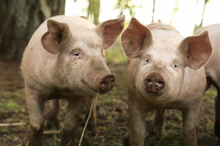 Спаривание (случка) свиней — описание процедуры