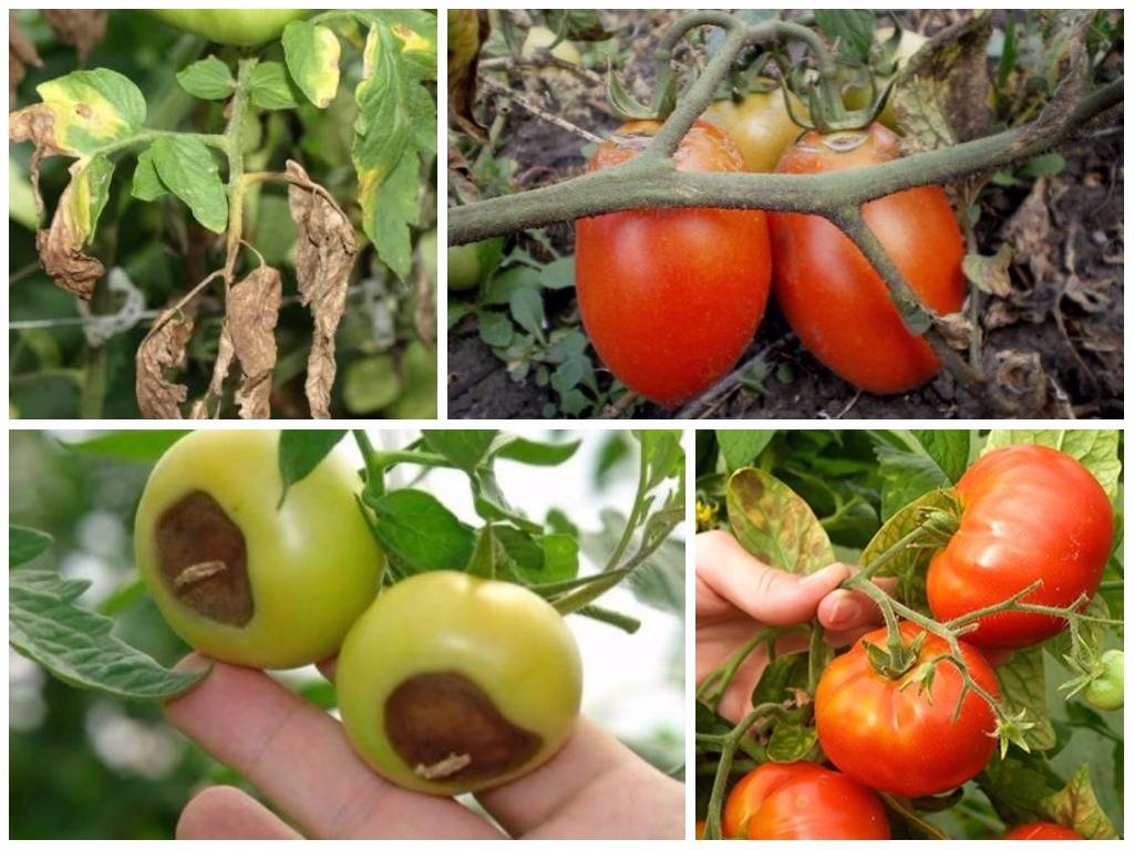 Болезни томатов: описание с фотографиями, способы лечения и профилактика