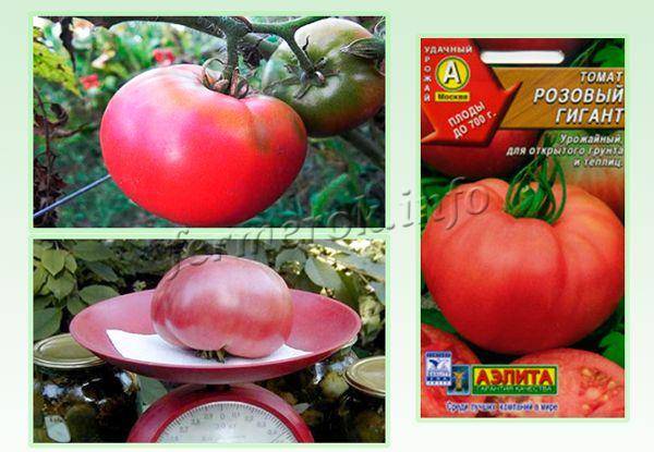 Характеристика и описание сорта томата медовый гигант, его урожайность