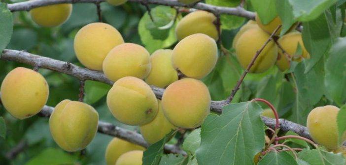 Об абрикосе шалах: описание и характеристики сорта, посадка, уход, выращивание