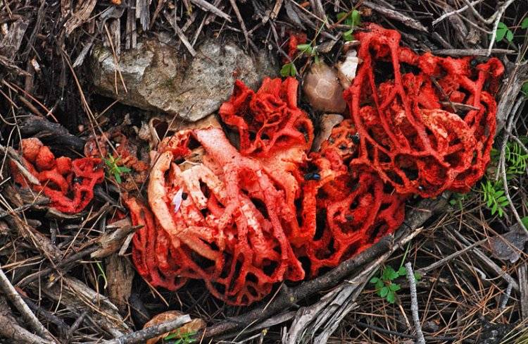 Особенности гриба красный решеточник