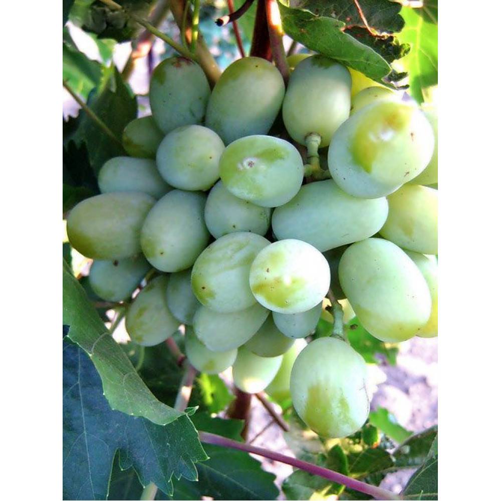 Виноград "алекса": описание сорта, фото, отзывы