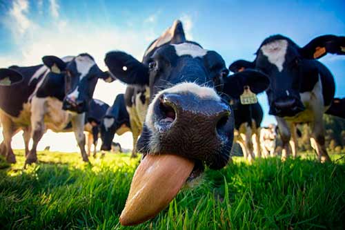 Осеменение коров - способы, методы, необходимый материал и рекомендации начинающим фермерам