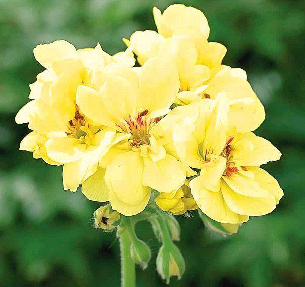 Все о пеларгонии зонартик от посадки до цветения: описание, выращивание дома, размножение и болезни