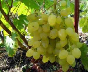 Зарница — лучший гибрид желтого винограда