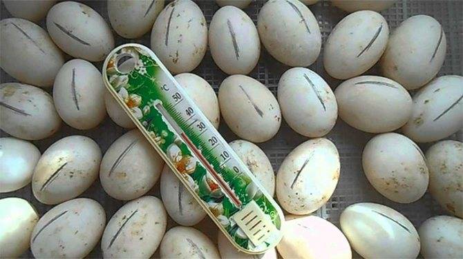 Тонкости инкубации гусиных яиц в домашних условиях: подробная инструкция и рекомендации по настройке инкубатора