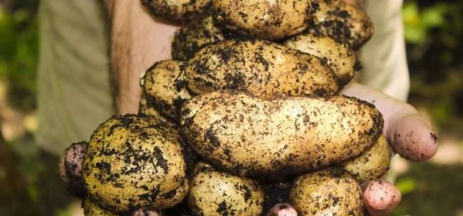 Когда наступает пора копать картошку: оптимальные сроки уборки и сбора урожая на хранение