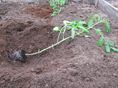 Что нужно делать с переросшей рассадой помидоров