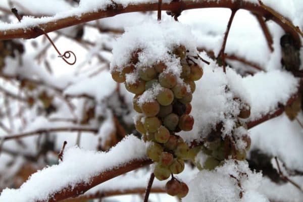 Укрытие винограда на зиму: личный опыт олены непомнящей на supersadovnik.ru