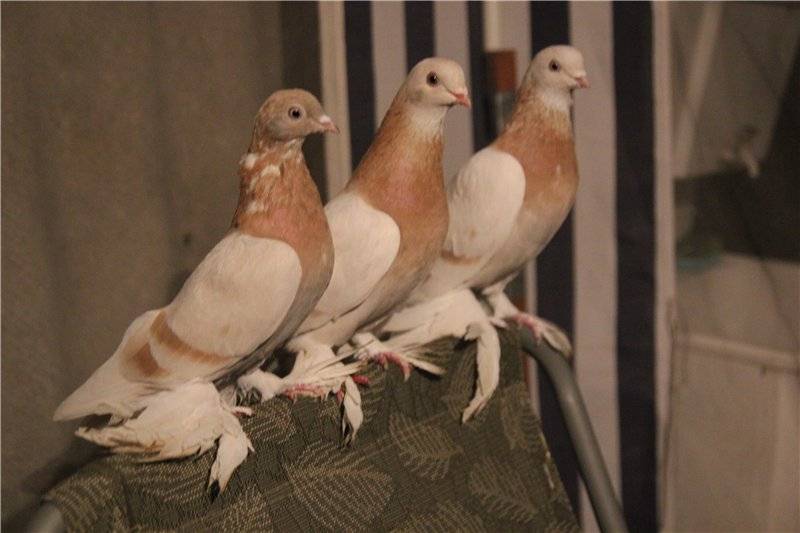 Туркменские голуби агараны описание фото и видеообзоры - агро журнал dachnye-fei.ru