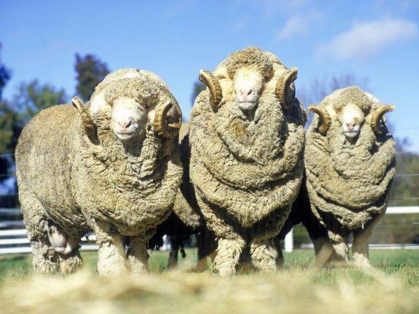 Породы овец: фото, видео, происхождение, характеристика и описание