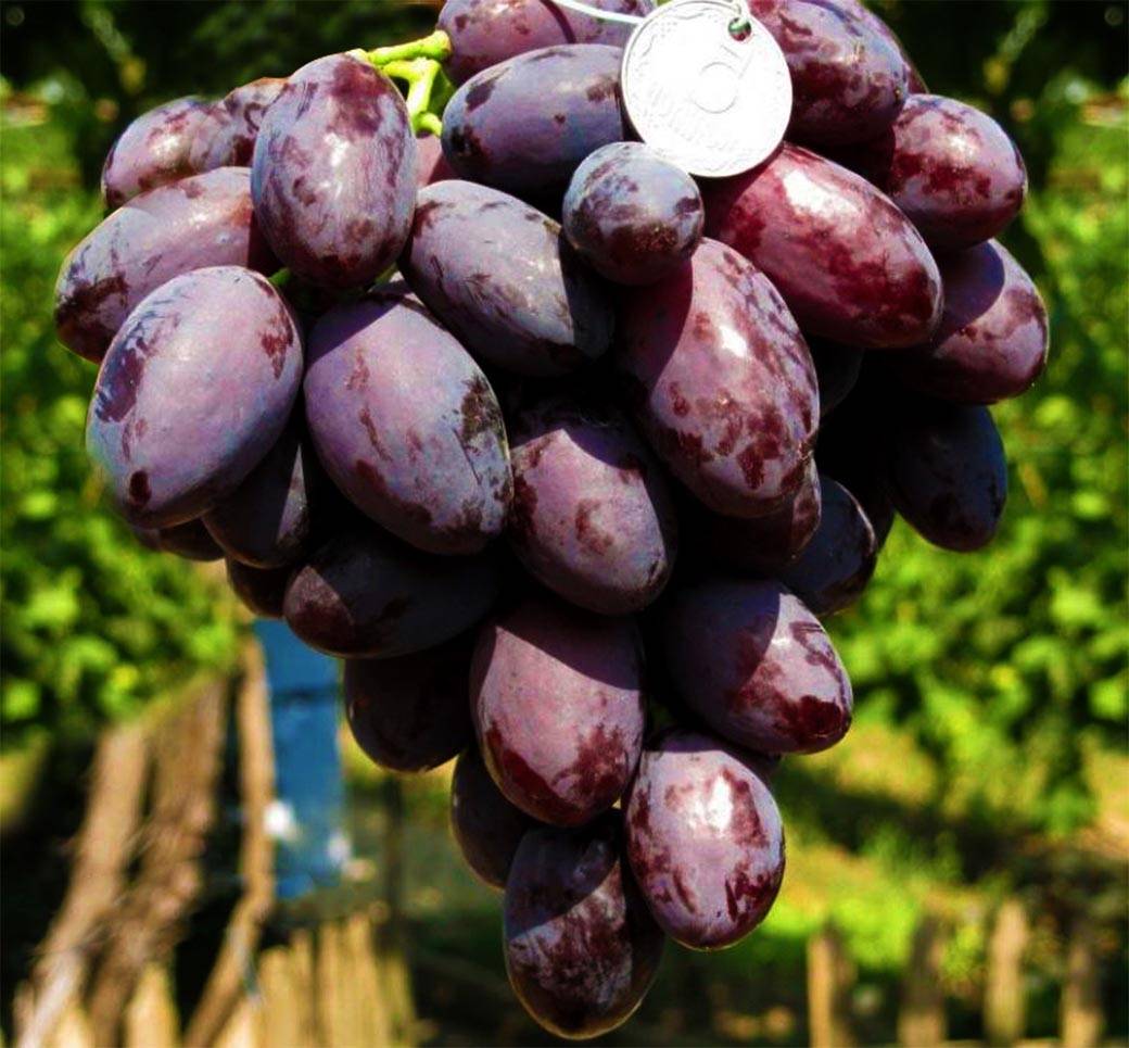 Виноград каталония сорт
