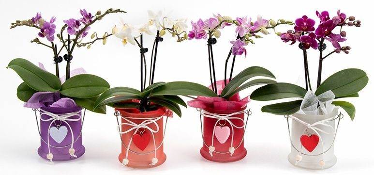 Как нарастить корни орхидеи в домашних условиях. советы для начинающих цветоводов.