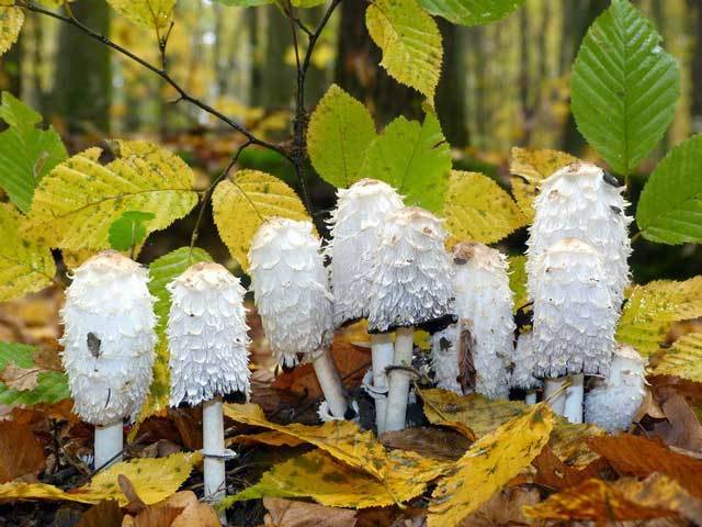 Навозник обыкновенный (coprinopsis cinerea или coprinus cinereus): фото и описание гриба