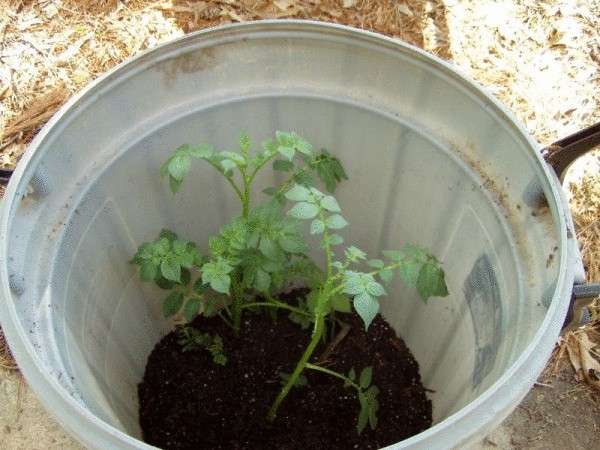 Выращивание картофеля в бочке, ящиках, коробах: технология, пошаговая инструкция