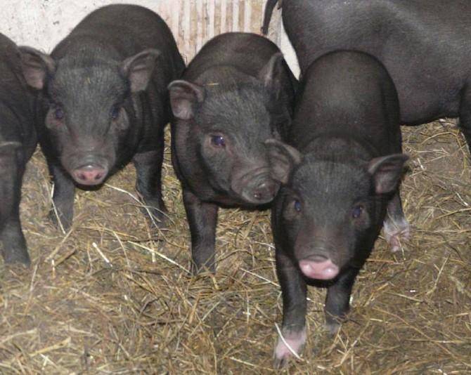Свиноводство как отрасль животноводства | cельхозпортал