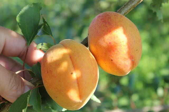 Выращивание абрикос в подмосковье: выбор сортов, посадка и уход за саженцами - дом и участок