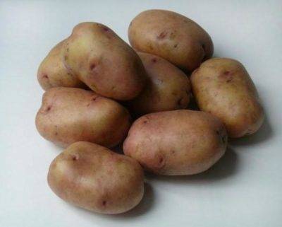 ✅ картофель эволюшн: характеристика и описание селекции, способы выращивания и охват урожайности, фото - tehnoyug.com