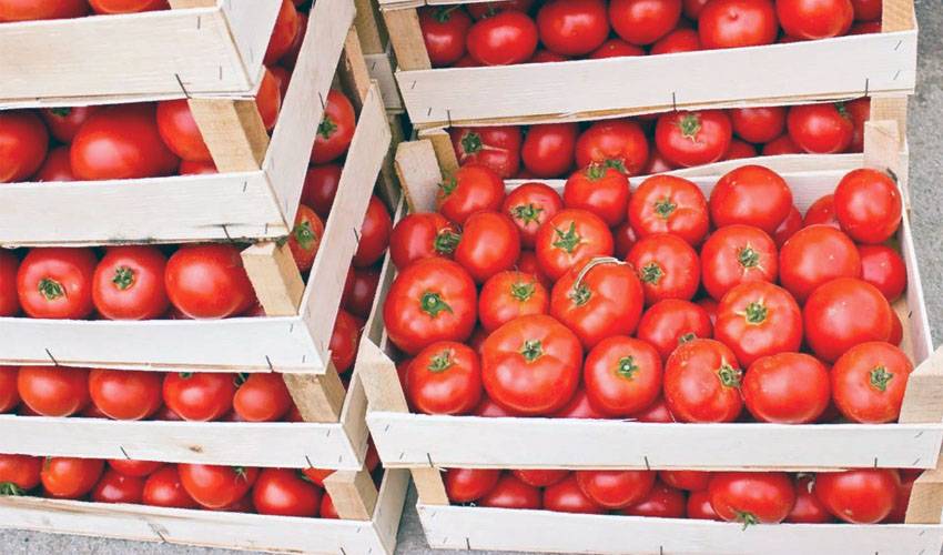 Узнаем, как хранить помидоры в домашних условиях и наслаждаемся свежими плодами до самой зимы