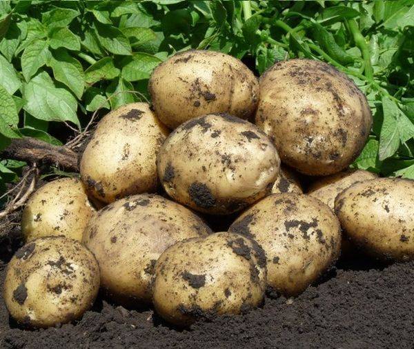 Картофель бриз – описание сорта, фото, отзывы